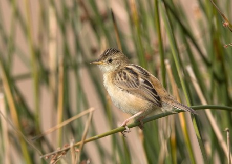 Zitting cisticola