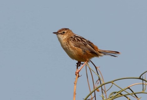 Cisticola