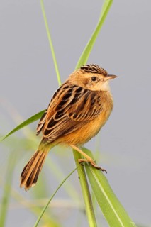 Fan-tailed warbler