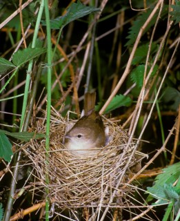 Garden Warbler