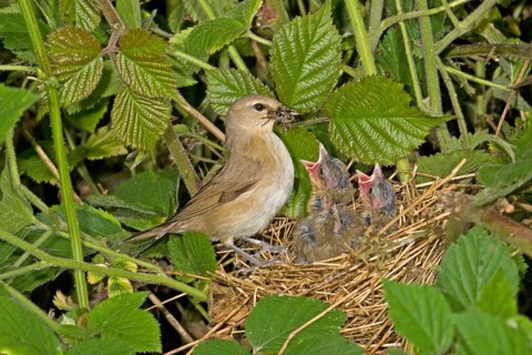 Garden warbler