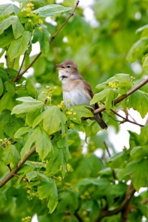 Garden warbler