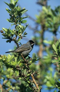 Lesser Reed Warbler