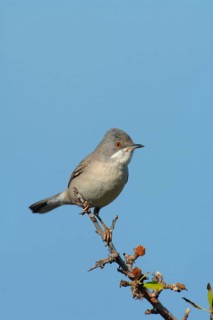 Ruppell's Warbler
