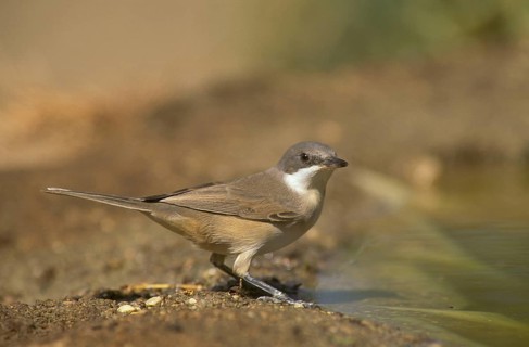 Western orphean warbler