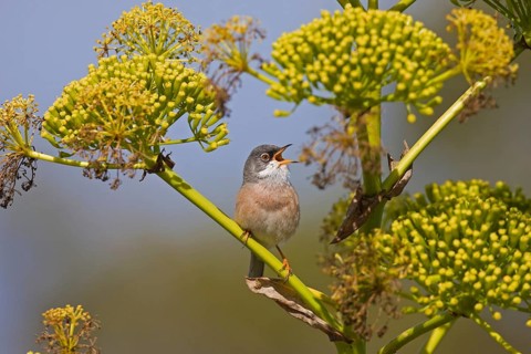 Spectacled Warbler
