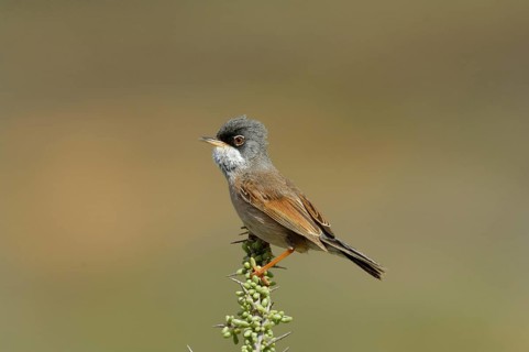 Spectacled Warbler