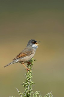 Spectacled Warbler