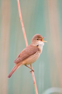 Reed warbler