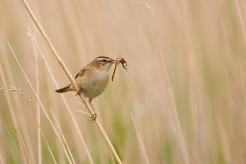 Sedge warbler