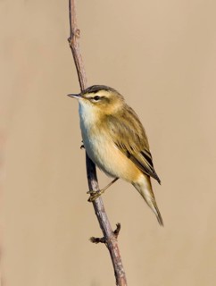 Sedge warbler