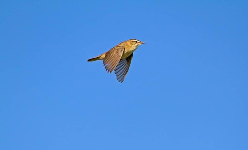 Sedge Warbler