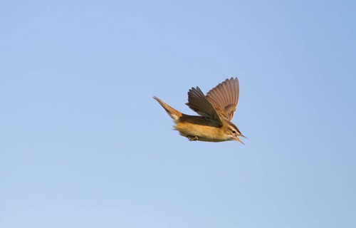 Sedge Warbler