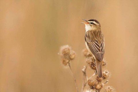 Sedge warbler