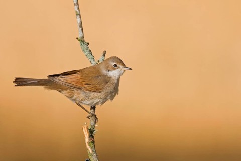 Common whitethroat