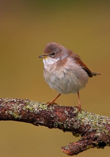 Common whitethroat