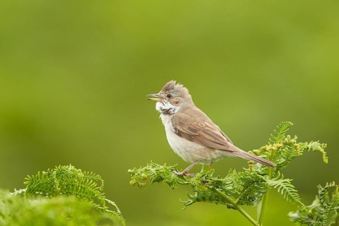 Common Whitethroat