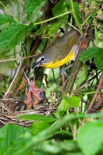 Yellow-breasted Chat