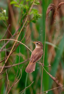 Black-browed Reed-warbler