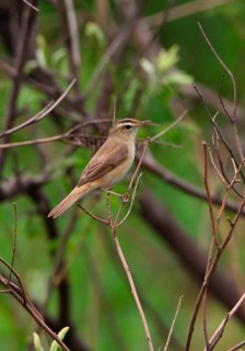 Brown Warbler