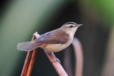 Brown Warbler