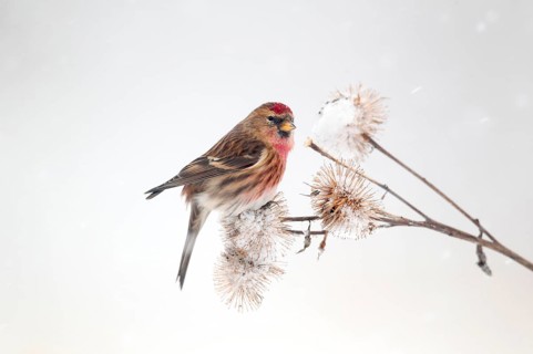 Lesser lesser redpoll
