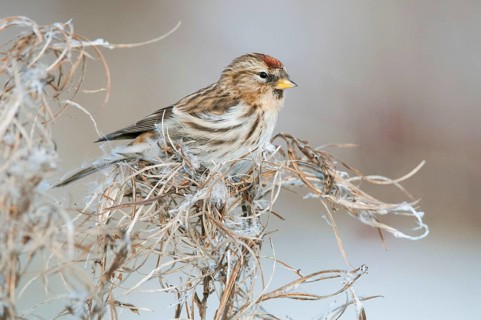 Lesser Redpoll