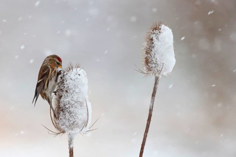 Lesser lesser redpoll