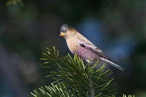 Adult Grey-crowned Rosy Finch