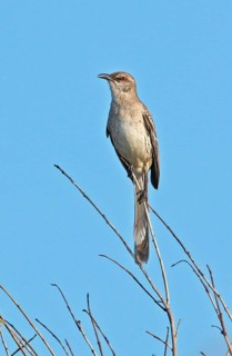 Gundlach Mockingbird