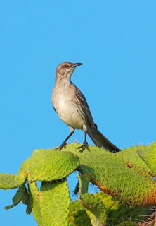 Gundlach Mockingbird