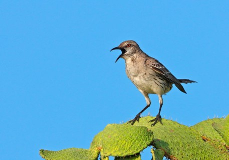 Gundlach Mockingbird