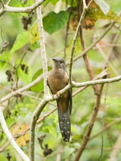 Cemetery Cuckoo