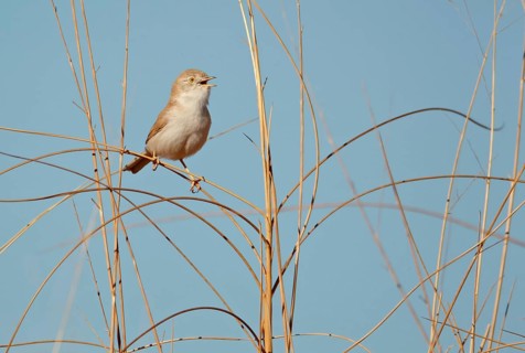 African Desert Warbler