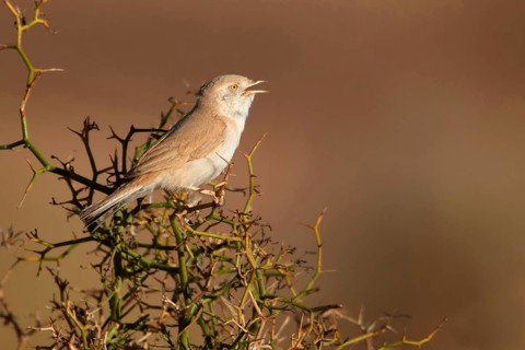 African Desert Warbler