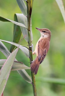 Oriental reed warbler