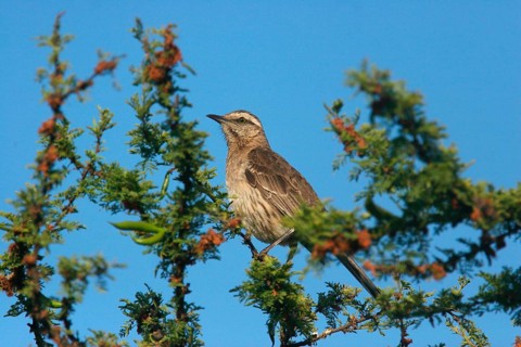Chilean Mockingbird