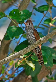 Amethyst Cuckoo