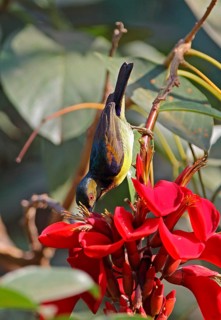 Brown-throated Sunbird