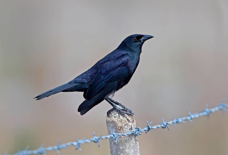 Starling