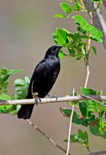 Starling