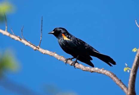 Tawny-shouldered Blackbird