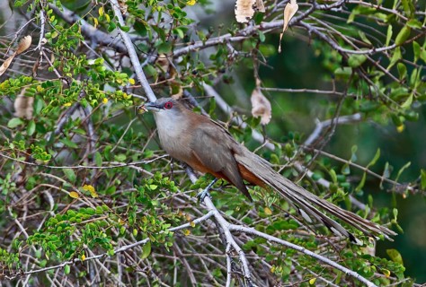 Lizard cuckoo