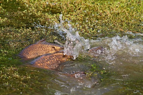 Adult adult common carp