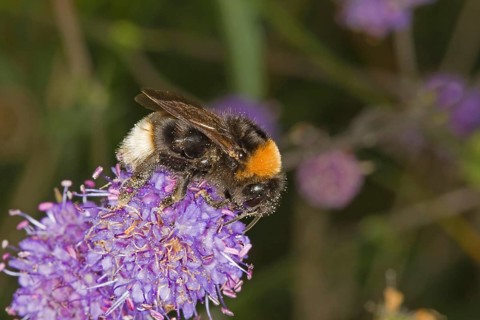 Vestal Cuckoo Bumblebee