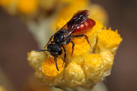 Cuckoo bee