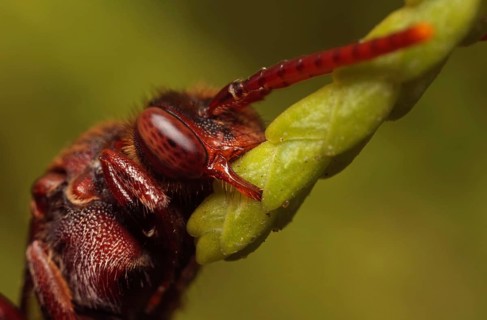 Nomada