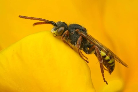 Cuckoo bee