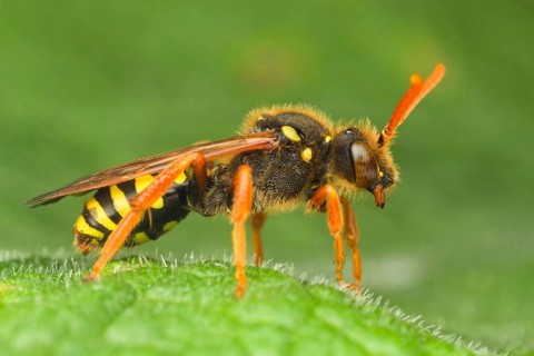 Cuckoo bee
