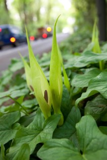 Lords and common arum